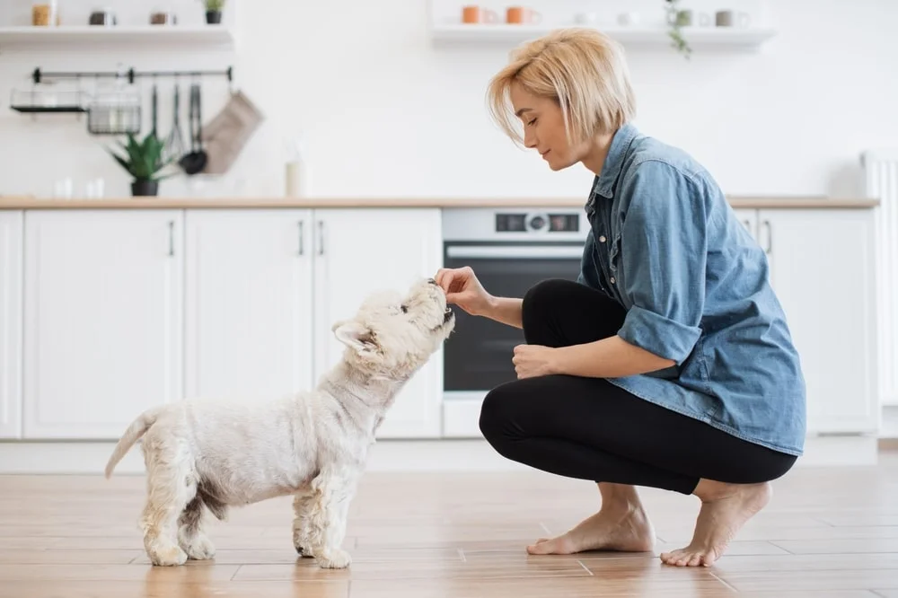 8 Holiday Foods You Can Share With Your Dog - MetLife Pet Insurance