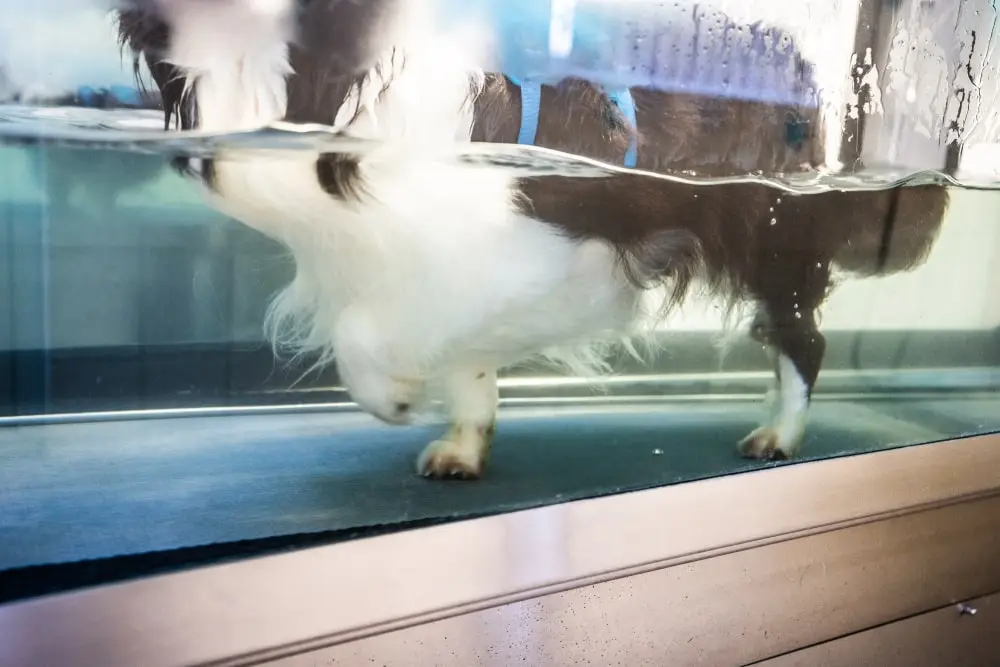 Dog doing hydrotherapy