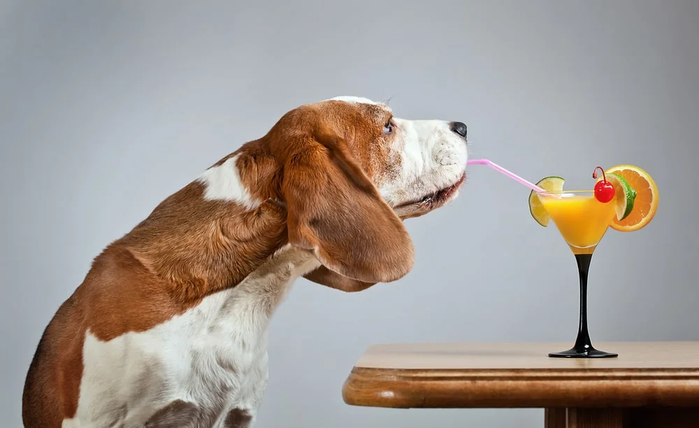 Dog drinking from a glass of alcohol