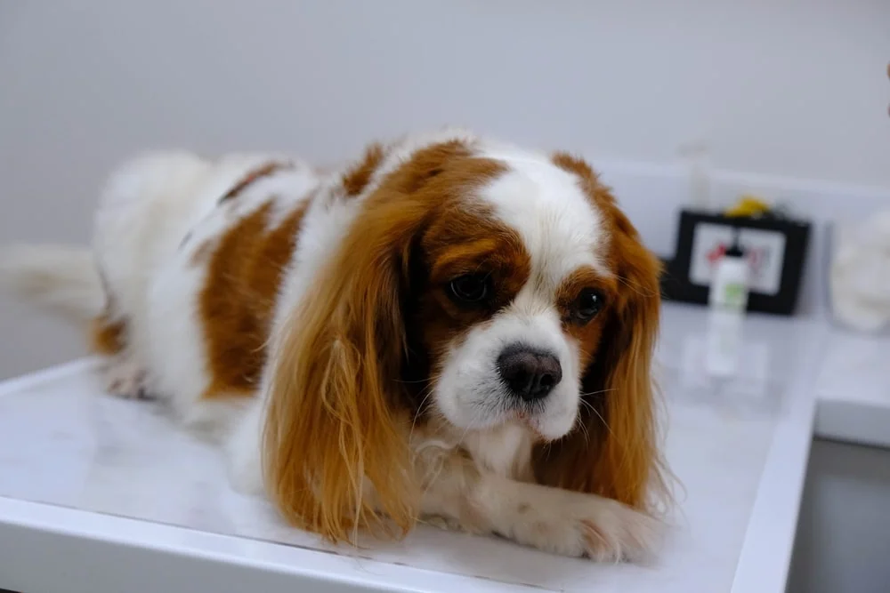 Dog on an examination table at the vet