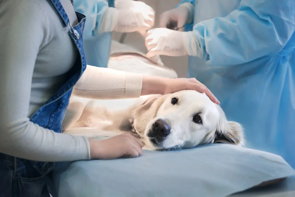 Dog undergoing surgery