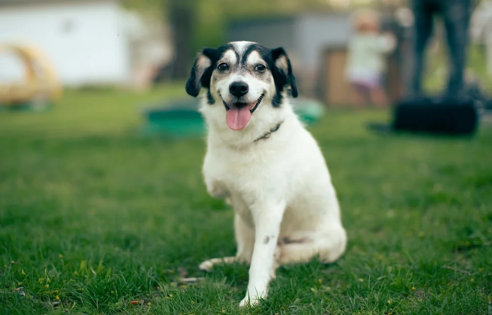 Dog with three legs sitting on the grass