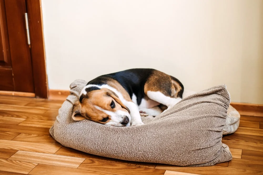 Sick dog lying in a dog bed