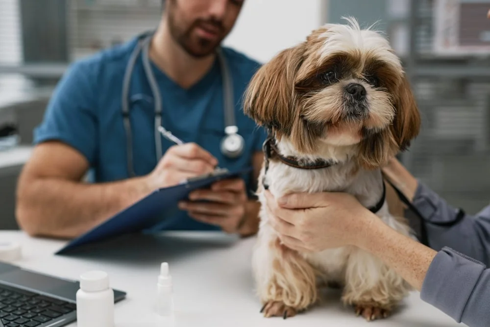 dog being held at the veterinarian's office