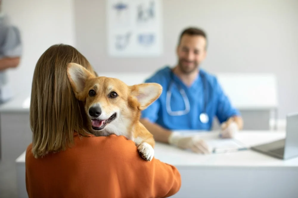 A dog being examined by a veterinarian.