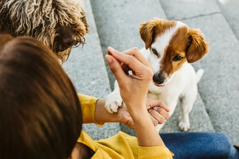 Owner giving a treat to their dog