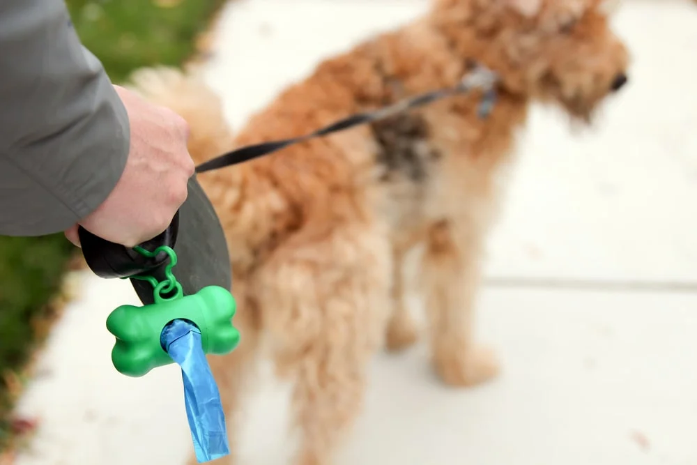 A man picking up dog droppings. 