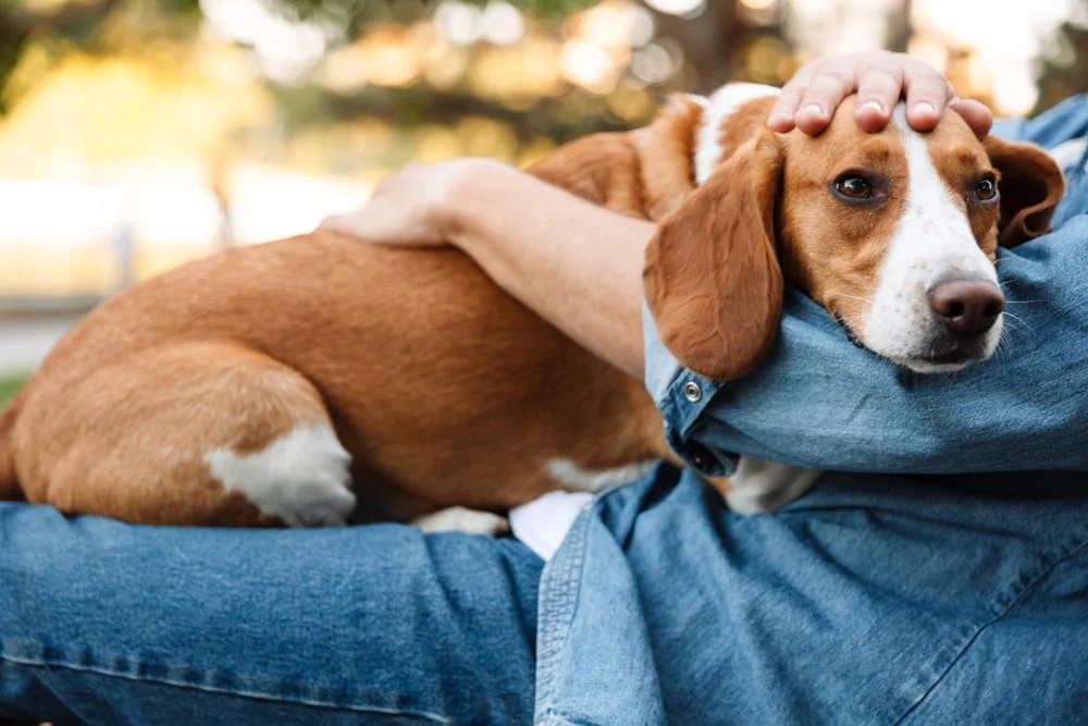 An owner holding their resting dog.