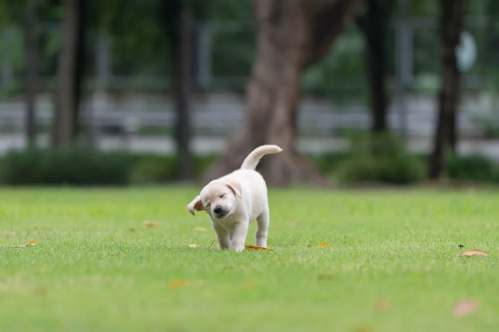 Dog shaking his head in a field