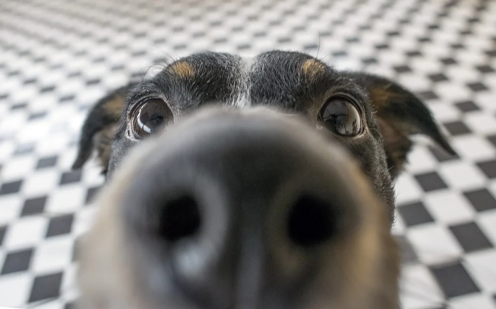 Close up of a dog's nose