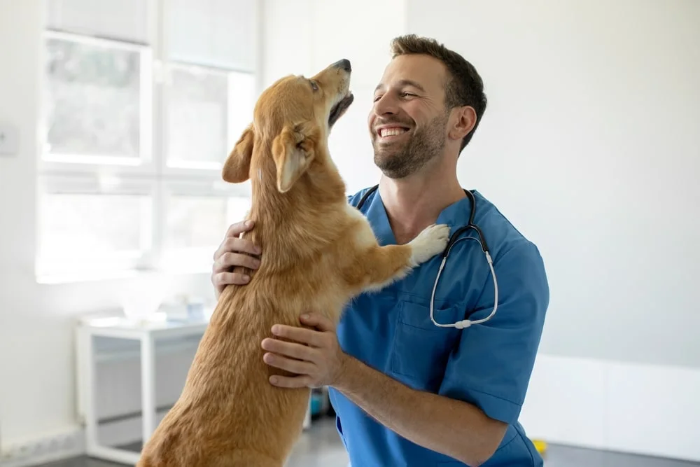 A smiling vet holds a corgi as it stands on its hind legs.