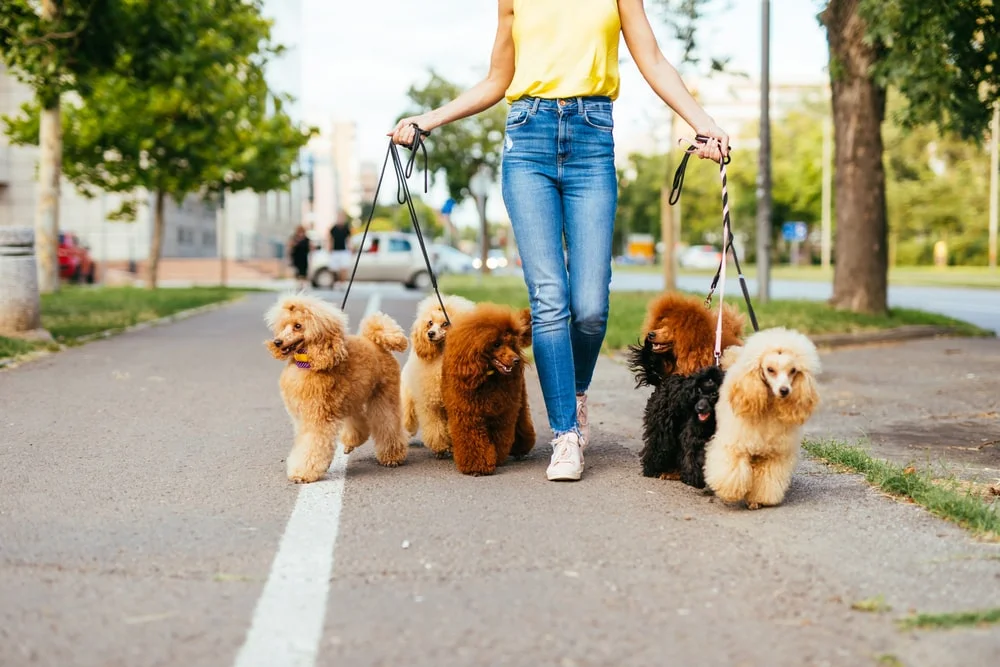 A woman walking six dogs with three on each side.