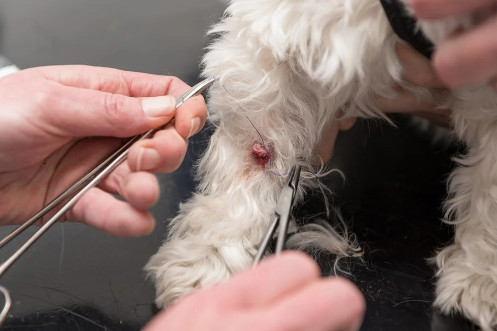 A wart on a dog leg being examined