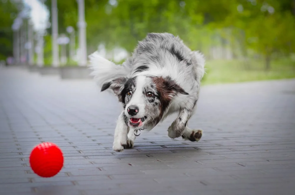 A dapple colored border collie excitedly chases a small red ball on pavement outside in daylight.