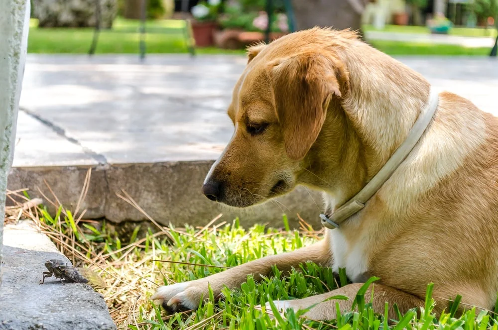 Dog looking at a cicada