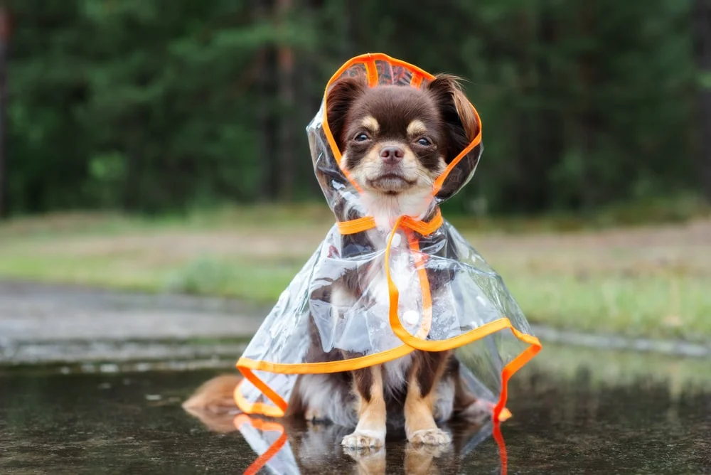 A brown and white chihuahua wears a clear raincoat outdoors on a drizzly day.