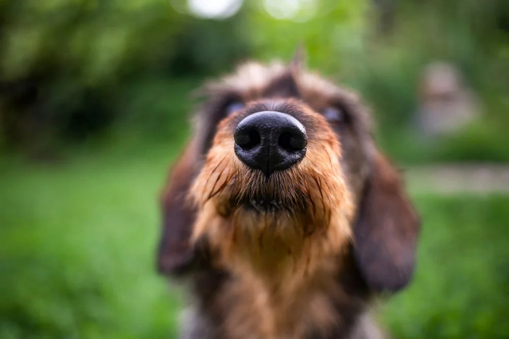 Blurred portrait of a dog in the park.