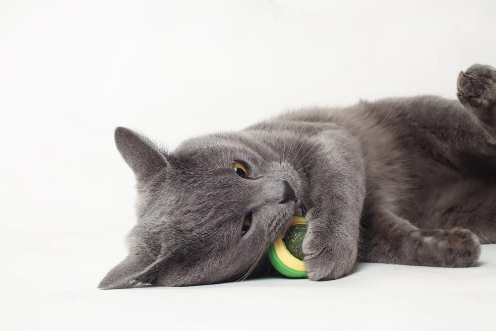 A gray cat playing with a catnip toy.
