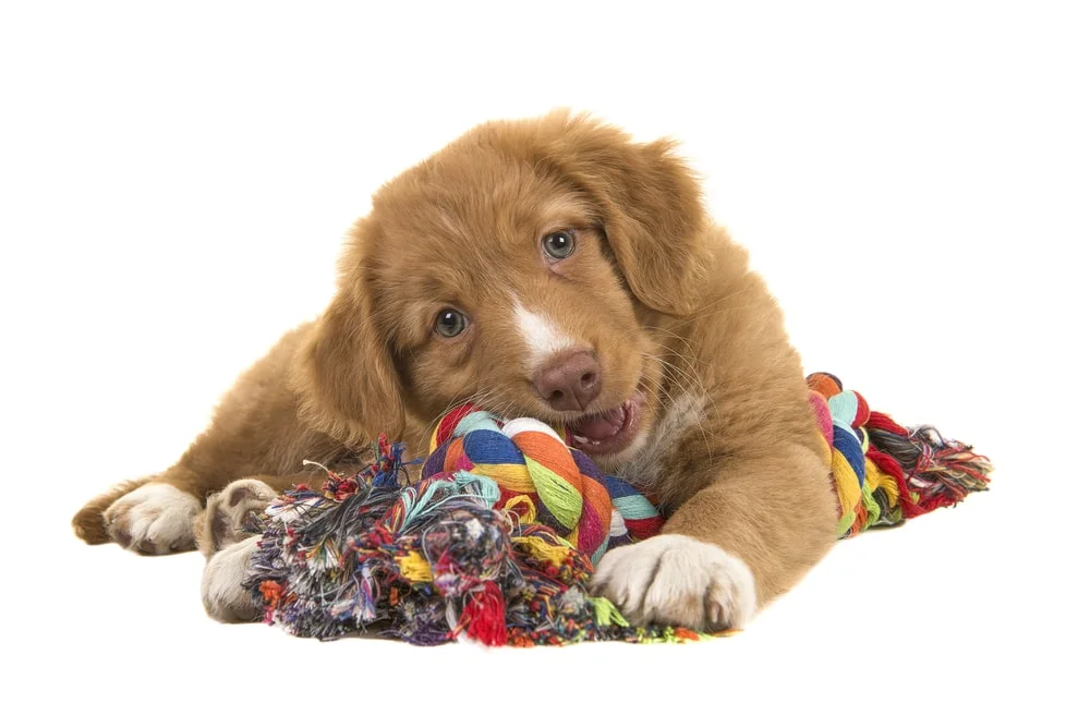 A retriever puppy chewing on a rope toy.