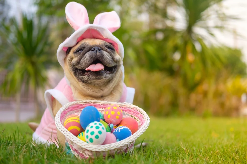 A pug in a pink bunny suit sits behind a basket of Easter eggs outside. 