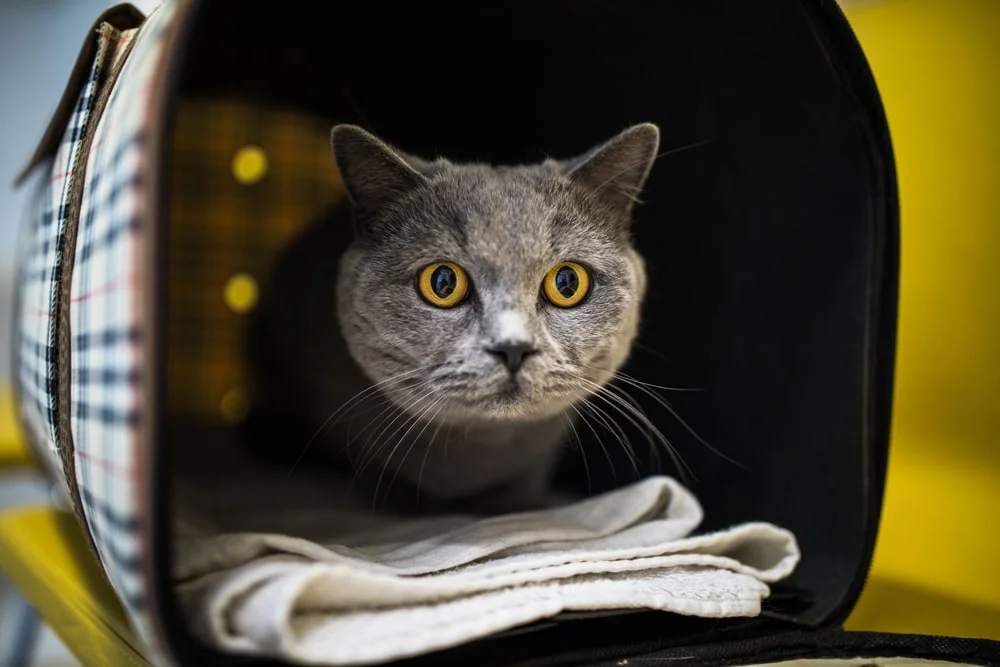 Cat in a crate looking at the camera