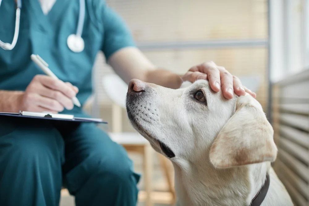 White dog looking up at a veterinarian 