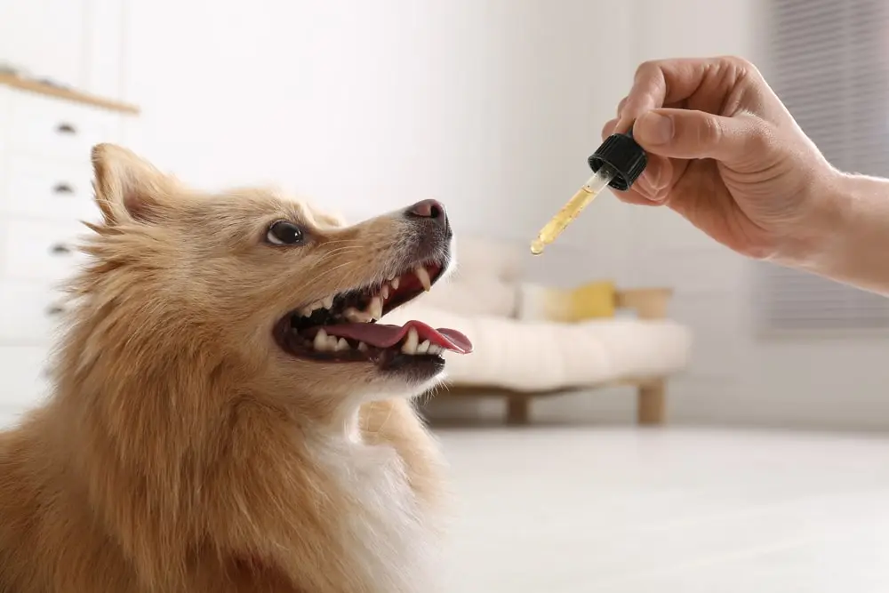 Owner giving a tincture to a dog