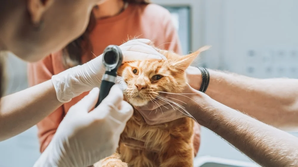 Cat having an eye exam