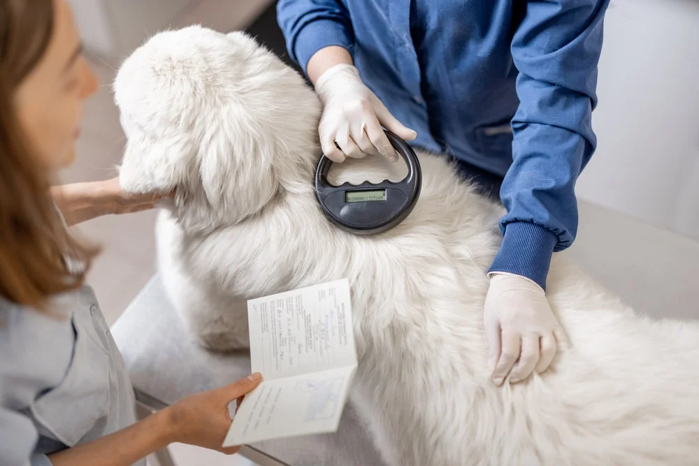 A vet scans a shaggy white dog for a microchip.