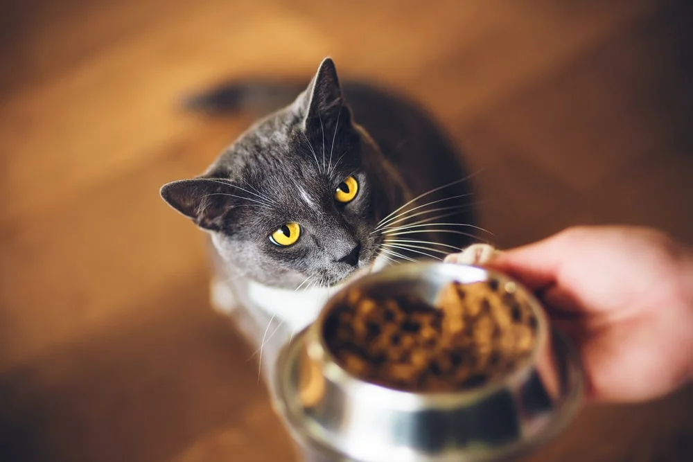 An owner holds a bowl of food in front of their yellow-eyed, gray and white cat.