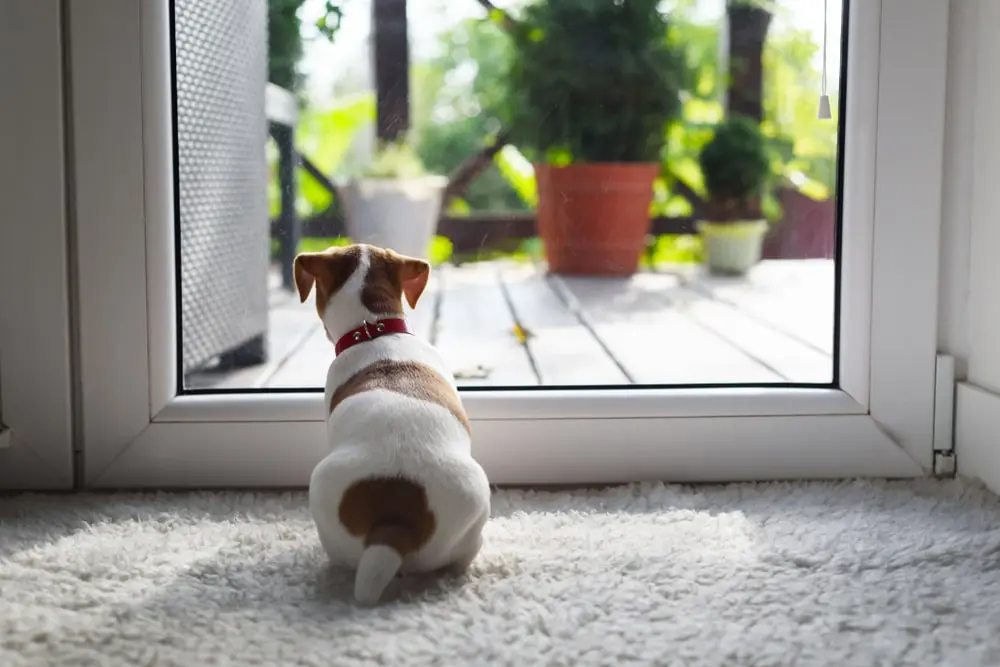 dog looking out the window