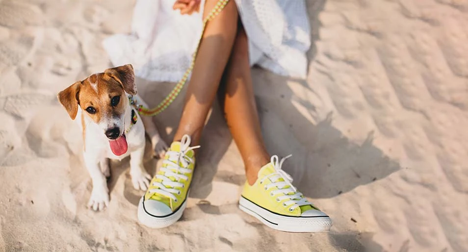 A Jack Russell with their pet parent sitting on a sandy Florida beach. 