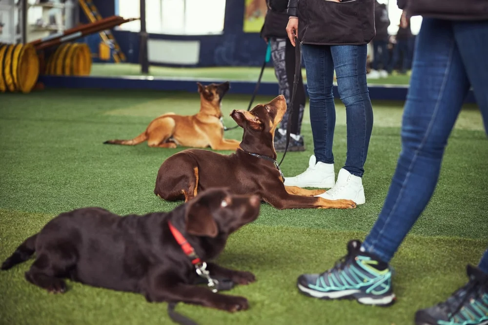 A group of dogs with owners at an obedience class.