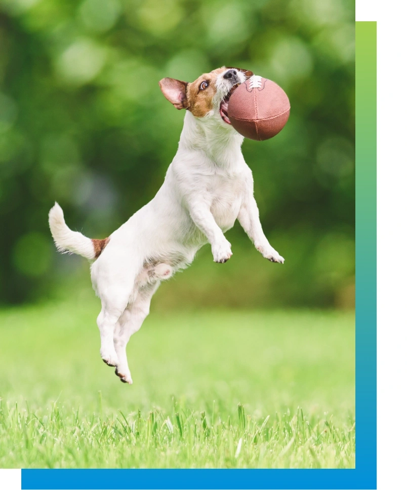 Dog jumping in the air to catch a football in their mouth