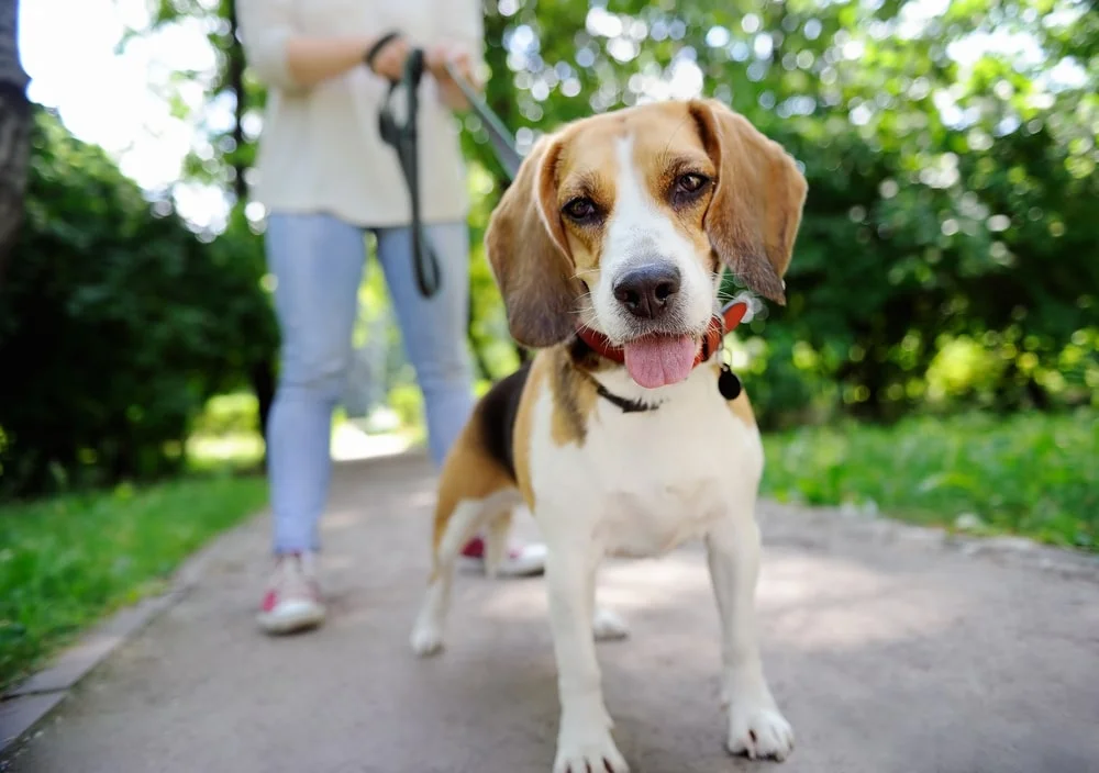 A beagle looks curiously into the camera with their tongue out as it walks on a leash with their owner outside in daylight. 