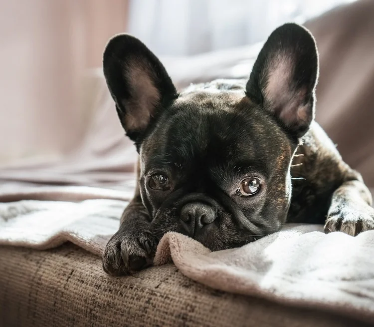 French bulldog