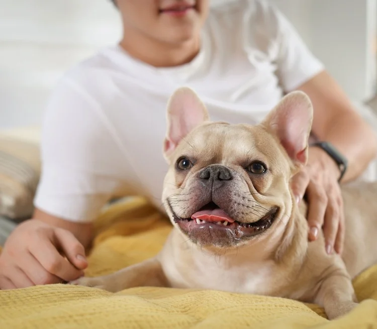 French bulldog
