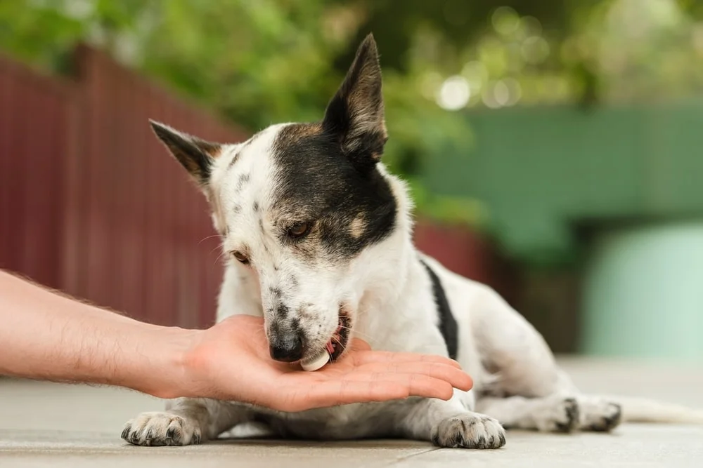 A black and white dog eats a pill from its owner’s hand
