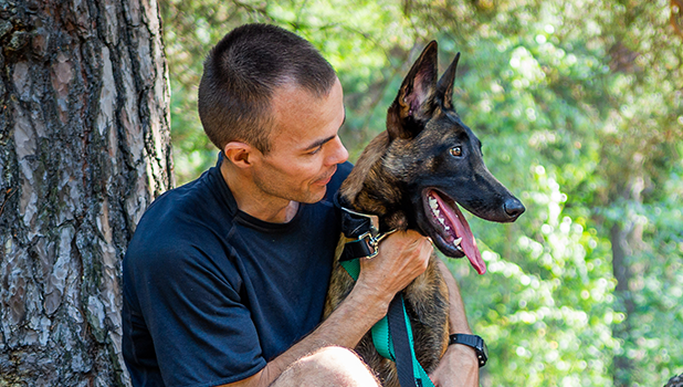 German shepherd