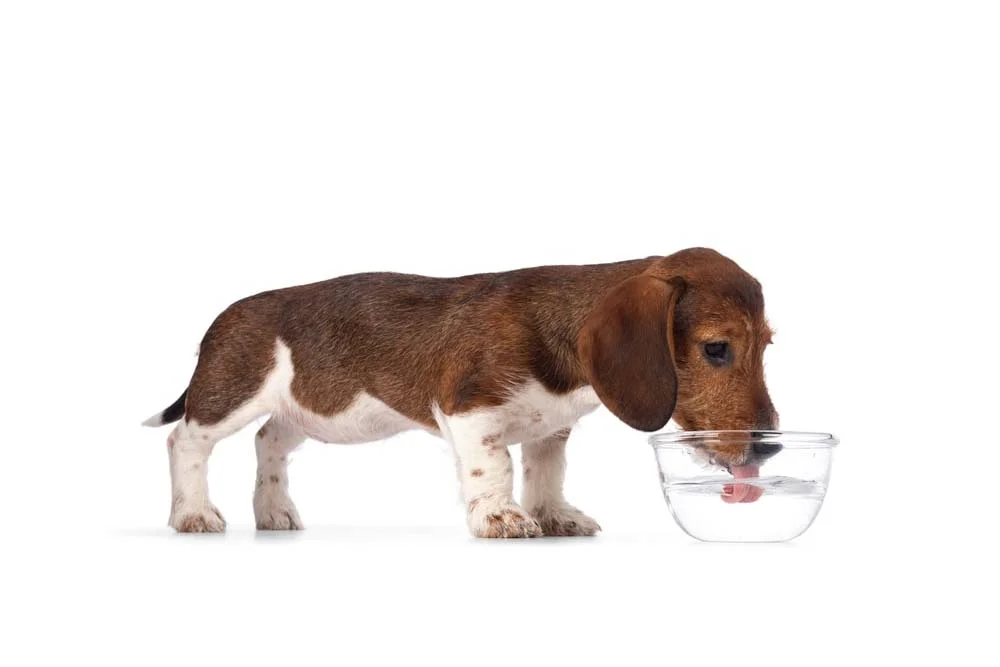 A Dachshund drinking out of a glass water bowl.