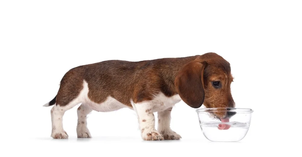 A Dachshund drinking out of a glass water bowl.