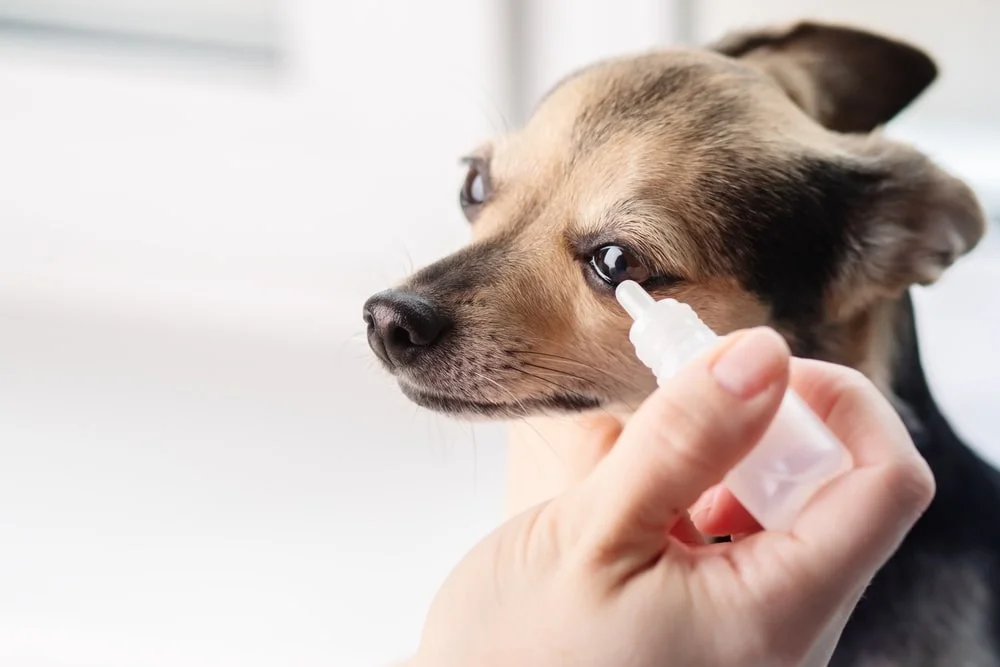 Dog receiving eye drops 