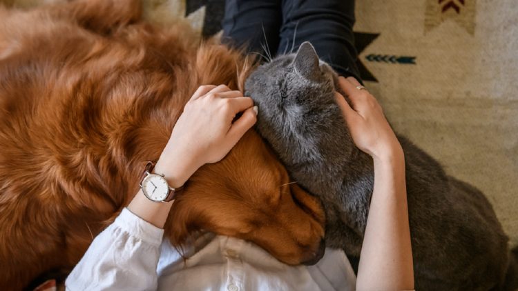 Dogs and Cats on someone's lap