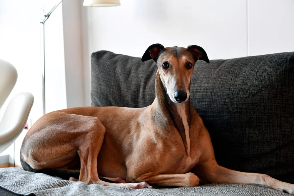 Greyhound dog on a couch