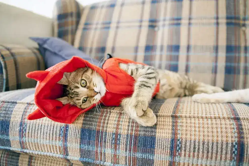 A grey and white-haired cat in a lobster costume lays on their side on a couch indoors. 