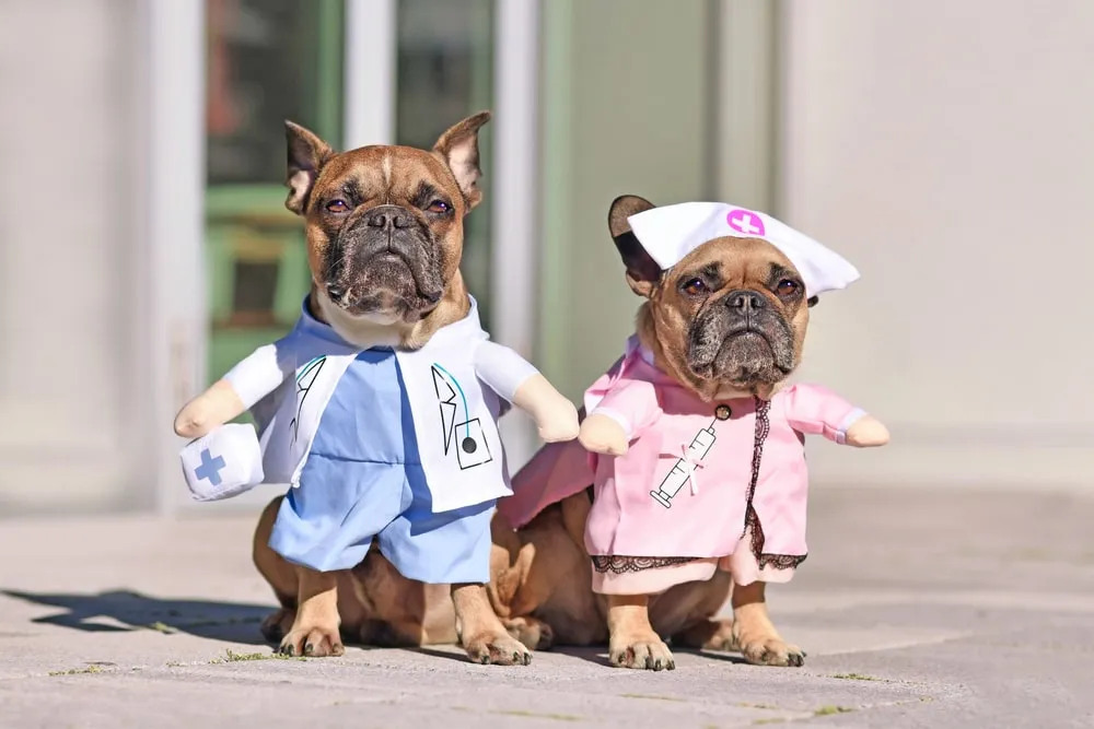Two tan French bulldogs in a doctor and nurse costume sit side-by-side outside on pavement in the sun. 