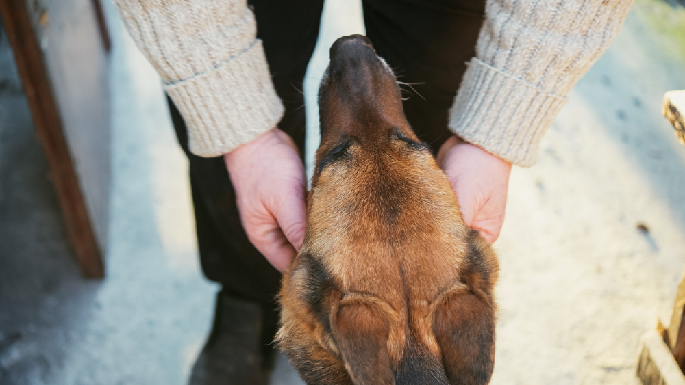 Hands petting the chin of a dog
