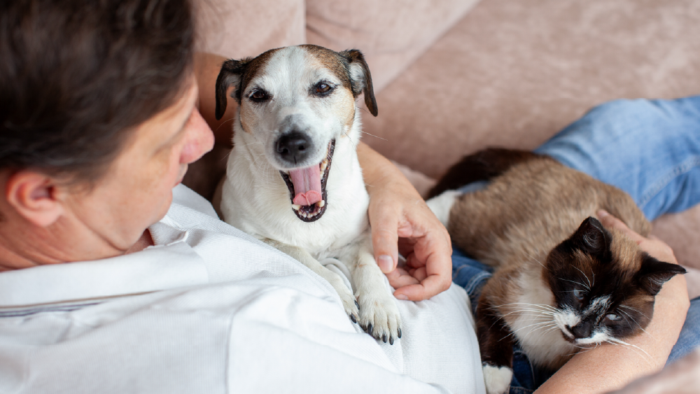 yawning dog sits on a man's lap