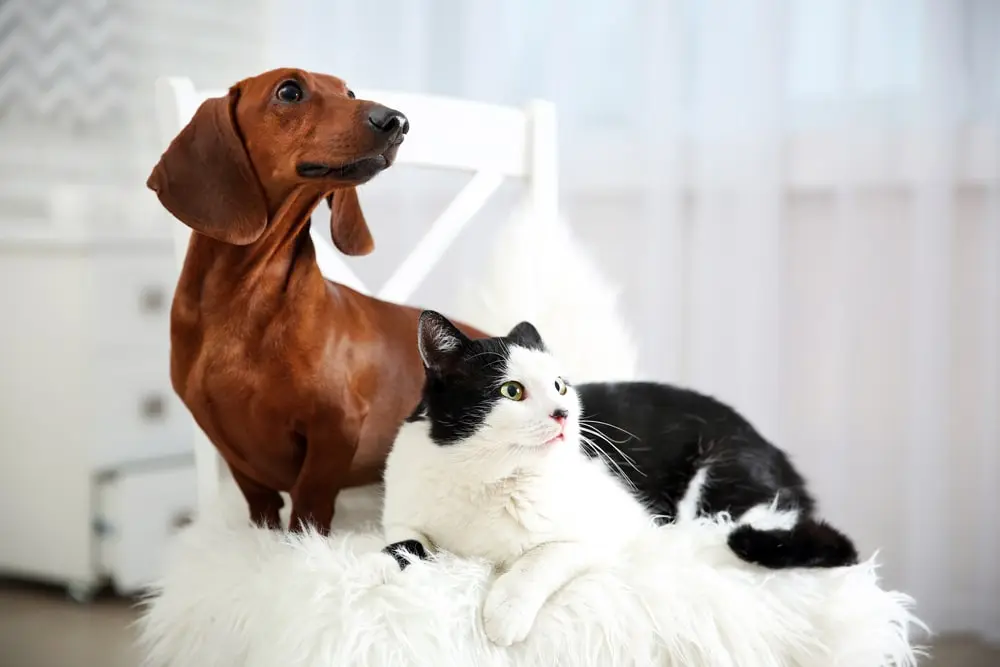 A brown dachshund and a black and white cat sit on a chair together.