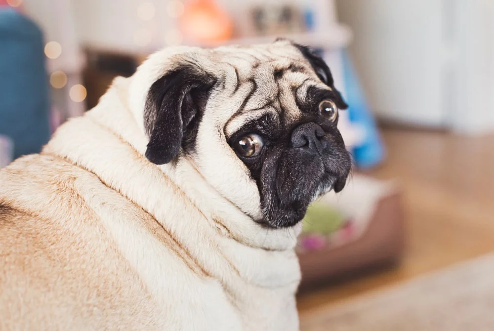 A chubby pug looks back over their shoulder at the camera. 